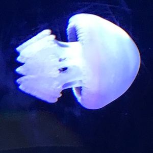 Meet your Posher, Briana